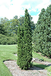 Degroot's Spire Arborvitae (Thuja occidentalis 'Degroot's Spire') at Valley View Farms