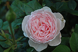Heritage Rose (Rosa 'Heritage') at Valley View Farms