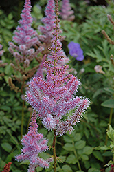 Purple Candles Astilbe (Astilbe chinensis 'Purple Candles') at Valley View Farms