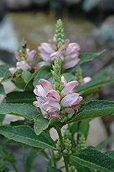 Turtlehead (Chelone glabra) at Valley View Farms