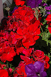 Dynamo Red Geranium (Pelargonium 'Dynamo Red') at Valley View Farms