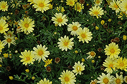 Butterfly Marguerite Daisy (Argyranthemum frutescens 'Butterfly') at Valley View Farms