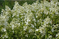 Honeycomb Hydrangea (Hydrangea paniculata 'Levana') at Valley View Farms
