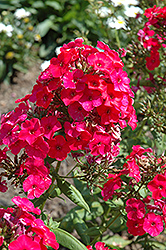 Flame Red Garden Phlox (Phlox paniculata 'Flame Red') at Valley View Farms