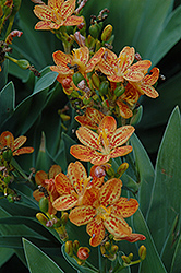 Freckle Face Blackberry Lily (Belamcanda chinensis 'Freckle Face') at Valley View Farms