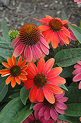 Sombrero Hot Coral Coneflower (Echinacea 'Balsomcor') at Valley View Farms