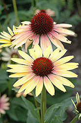 Evening Glow Coneflower (Echinacea 'Evening Glow') at Valley View Farms