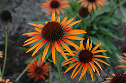 Flame Thrower Coneflower (Echinacea 'Flame Thrower') at Valley View Farms