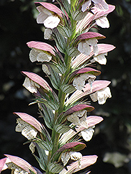 Hungarian Bear's Breeches (Acanthus hungaricus) at Valley View Farms