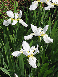 Eco White Angel Crested Iris (Iris cristata 'Eco White Angel') at Valley View Farms