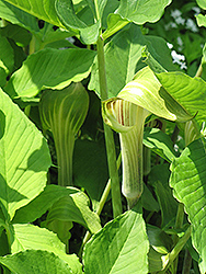 Green Japanese Jack-In-The-Pulpit (Arisaema triphyllum 'ssp. triphyllum') at Valley View Farms