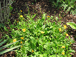 Sunshine Superman Tickseed (Coreopsis pubescens 'Sunshine Superman') at Valley View Farms