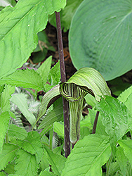 Dark Japanese Jack-In-The-Pulpit (Arisaema triphyllum 'ssp. triphyllum (dark form)') at Valley View Farms
