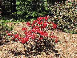 Vulcan Rhododendron (Rhododendron 'Vulcan') at Valley View Farms