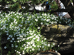 Mountain Sandwort (Arenaria montana) at Valley View Farms