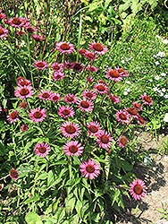 Vintage Wine Coneflower (Echinacea 'Vintage Wine') at Valley View Farms