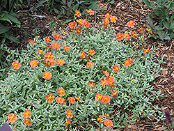 Fire Dragon Rock Rose (Helianthemum 'Fire Dragon') at Valley View Farms