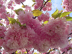 Kwanzan Flowering Cherry (Prunus serrulata 'Kwanzan') at Valley View Farms