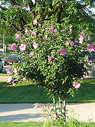 Aphrodite Rose of Sharon (Hibiscus syriacus 'Aphrodite') at Valley View Farms