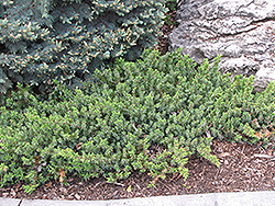 Dwarf Japanese Garden Juniper (Juniperus procumbens 'Nana') at Valley View Farms