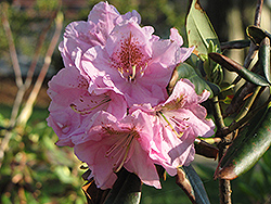 Janet Blair Rhododendron (Rhododendron 'Janet Blair') at Valley View Farms