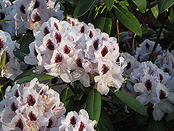 Calsap Rhododendron (Rhododendron 'Calsap') at Valley View Farms