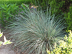 Sapphire Blue Oat Grass (Helictotrichon sempervirens 'Sapphire') at Valley View Farms