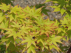 Coral Bark Japanese Maple (Acer palmatum 'Sango Kaku') at Valley View Farms