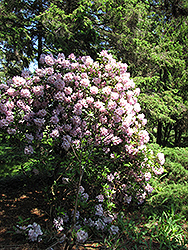 Catawba Rhododendron (Rhododendron catawbiense) at Valley View Farms