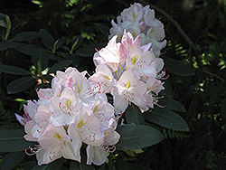 White Catawba Rhododendron (Rhododendron catawbiense 'Album') at Valley View Farms
