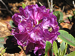 Purple Passion Rhododendron (Rhododendron 'Purple Passion') at Valley View Farms