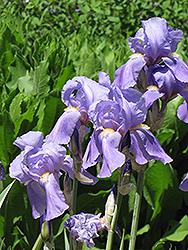 Golden Variegated Sweet Iris (Iris pallida 'Aureovariegata') at Valley View Farms