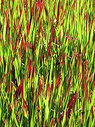 Red Baron Japanese Blood Grass (Imperata cylindrica 'Red Baron') at Valley View Farms