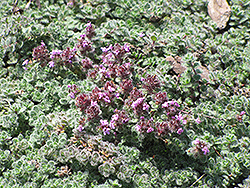 Wooly Thyme (Thymus pseudolanuginosis) at Valley View Farms