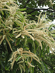 Chinese Chestnut (Castanea mollissima) at Valley View Farms