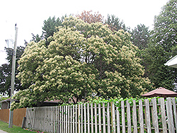 Chinese Chestnut (Castanea mollissima) at Valley View Farms