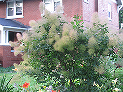 Young Lady Smokebush (Cotinus coggygria 'Young Lady') at Valley View Farms