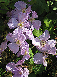 Blue Angel Clematis (Clematis 'Blue Angel') at Valley View Farms