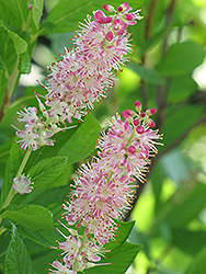 Ruby Spice Summersweet (Clethra alnifolia 'Ruby Spice') at Valley View Farms