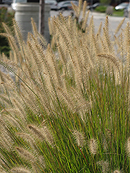 Hameln Dwarf Fountain Grass (Pennisetum alopecuroides 'Hameln') at Valley View Farms