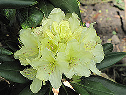 Capistrano Rhododendron (Rhododendron 'Capistrano') at Valley View Farms