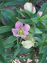 Winter Jewels Cherry Blossom Hellebore (Helleborus 'Cherry Blossom') at Valley View Farms