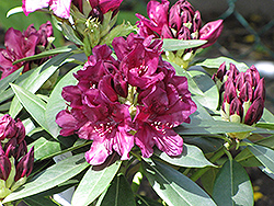 Polar Night Rhododendron (Rhododendron 'Polar Night') at Valley View Farms