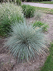 Blue Oat Grass (Helictotrichon sempervirens) at Valley View Farms