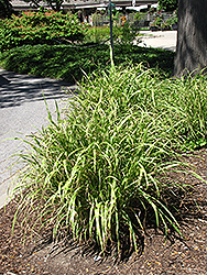Little Nicky Maiden Grass (Miscanthus sinensis 'Little Nicky') at Valley View Farms