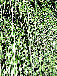Yaku Jima Dwarf Maiden Grass (Miscanthus sinensis 'Yaku Jima') at Valley View Farms