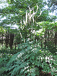 Mountain Bugbane (Actaea podocarpa) at Valley View Farms