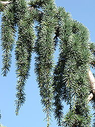 Weeping Blue Atlas Cedar (Cedrus atlantica 'Glauca Pendula') at Valley View Farms