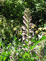 Bear's Breeches (Acanthus spinosus) at Valley View Farms