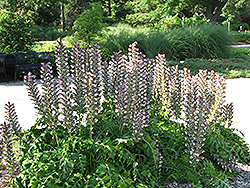 Hungarian Bear's Breeches (Acanthus hungaricus) at Valley View Farms